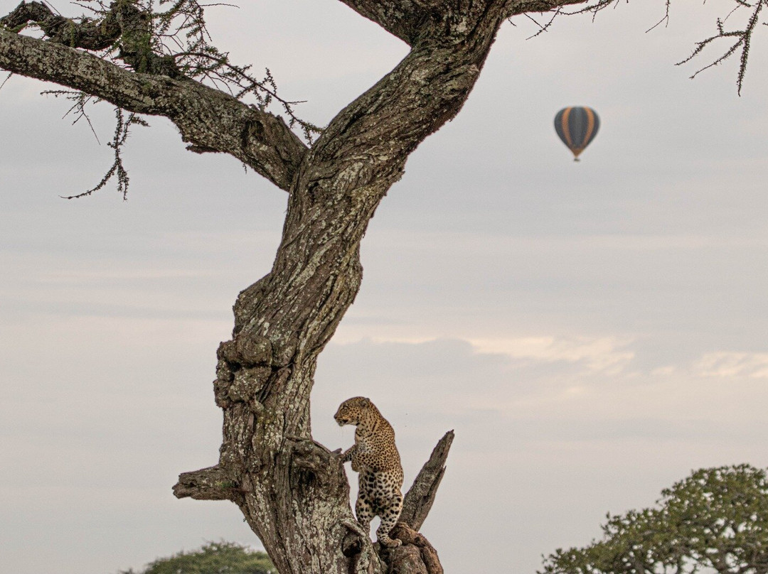 Regal African Safaris-Usa River必去景点