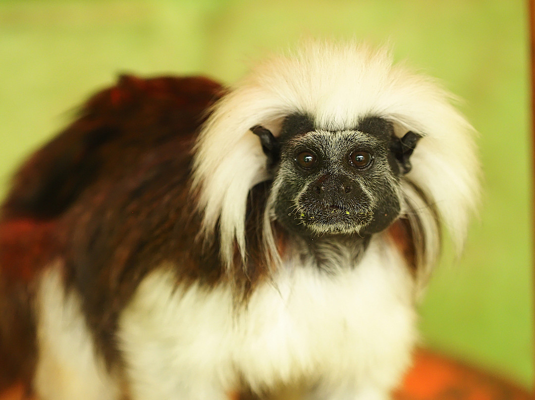 Amazon World Zoo Park-桑当必去景点
