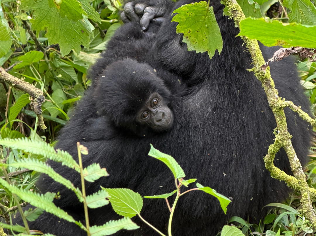 Volcanoes National Park Rwanda-Musanze District必去景点