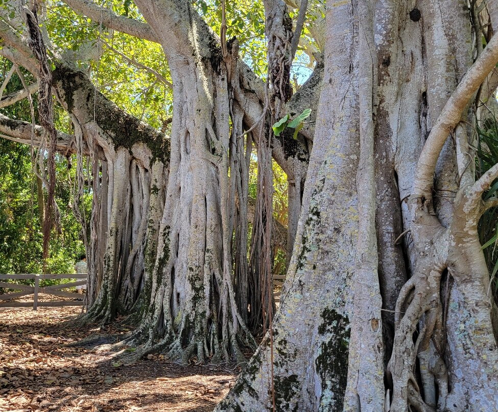 Hugh Taylor Birch State Park-劳德代尔堡必去景点