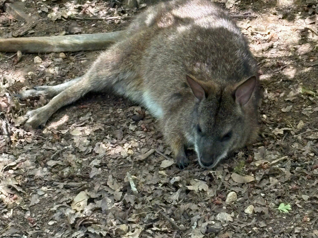 Réserve Zoologique De Calviac-Calviac-en-Perigord必去景点