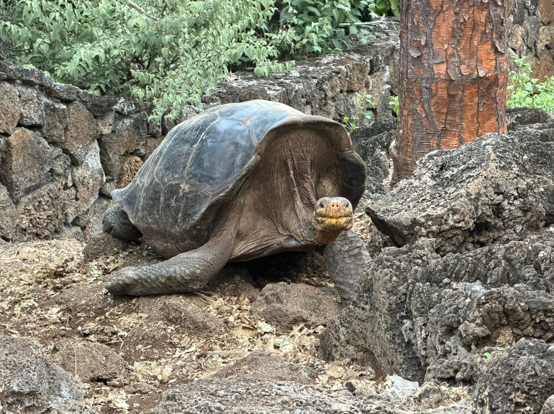 Charles Darwin Research Station-阿约拉港必去景点