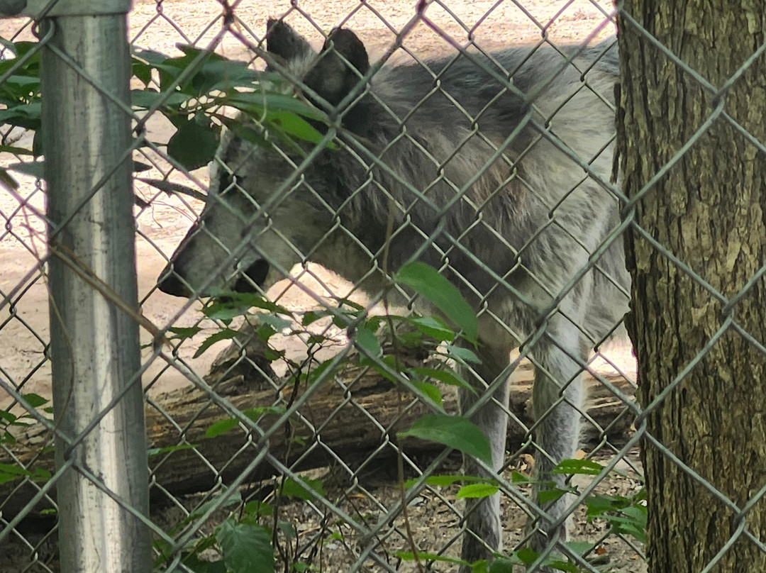 Animal Park NC-伯灵顿必去景点