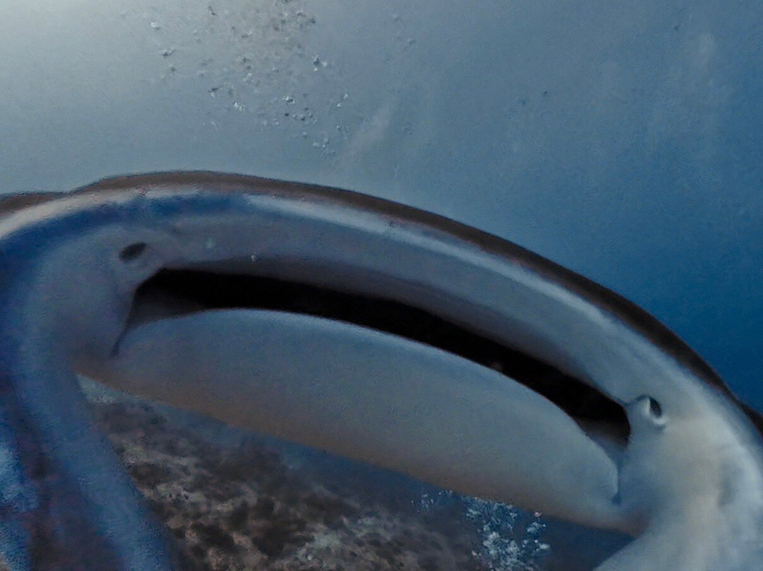Pelagic Divers Fuvahmulah-Fuvahmulah必去景点