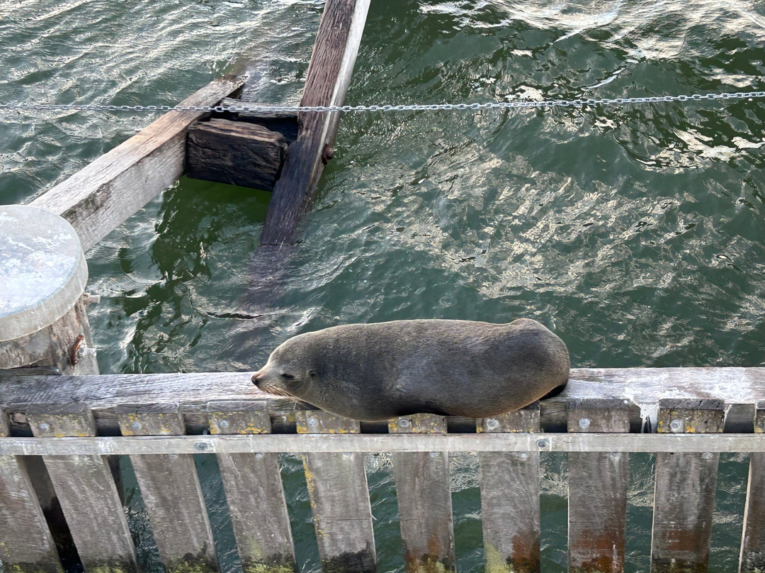 Spirit of the Coorong Cruises-Goolwa必去景点