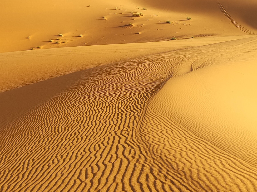 Camel Ride Trips-非斯必去景点
