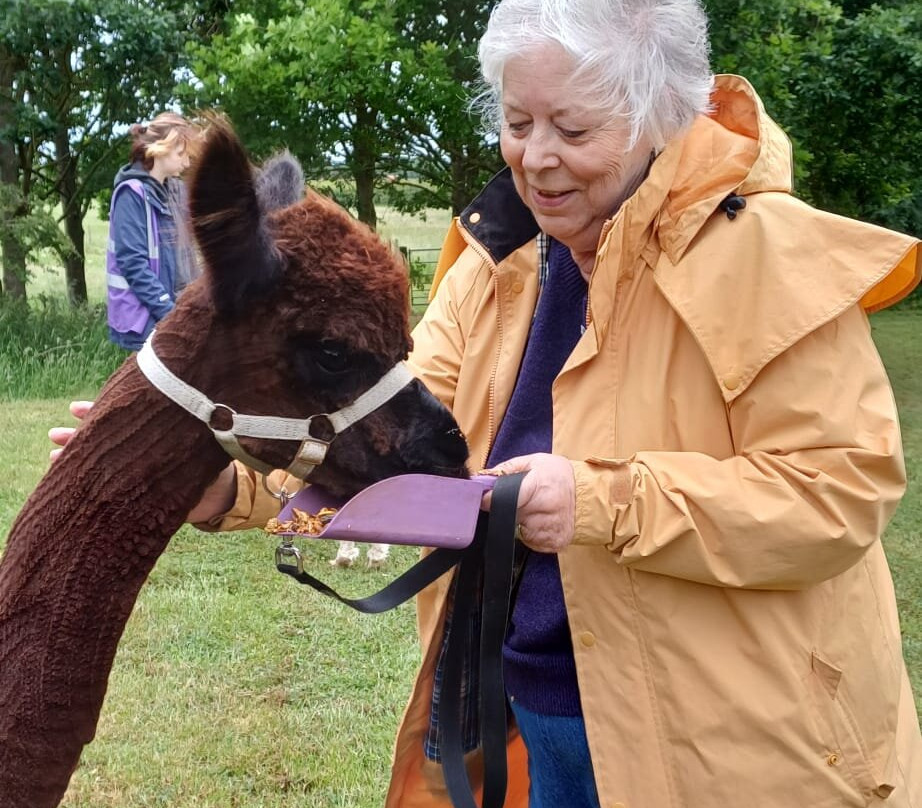 The Alpaca Centre at JandJ Alpacas-特伦特河畔纽瓦克必去景点