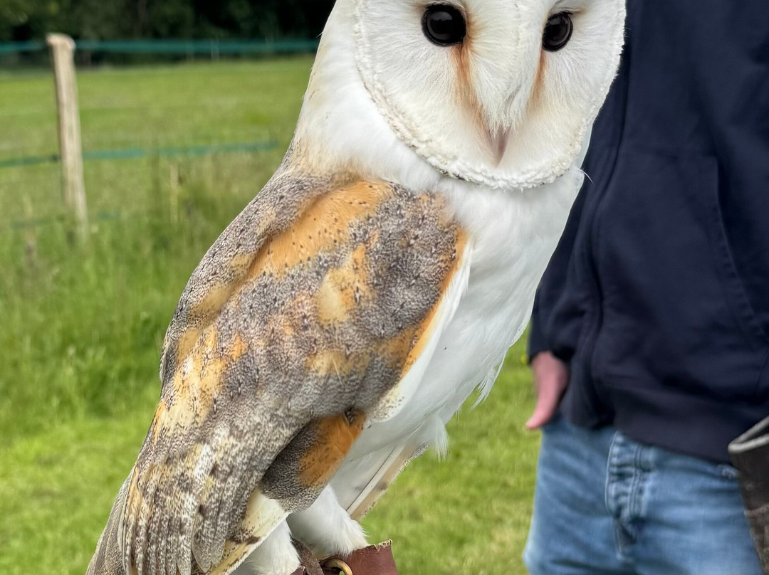 West Sussex Falconry-Compton必去景点