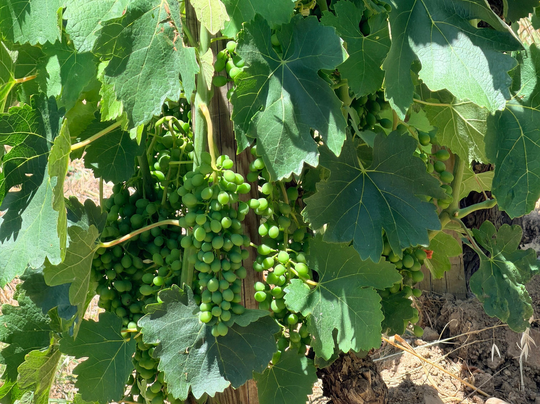 Domaine de Beaurenard-教皇新堡必去景点