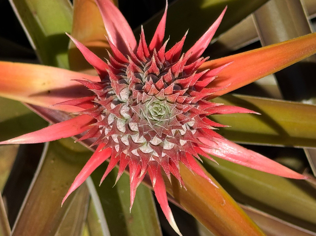 Maui Pineapple Tour-马卡瓦必去景点