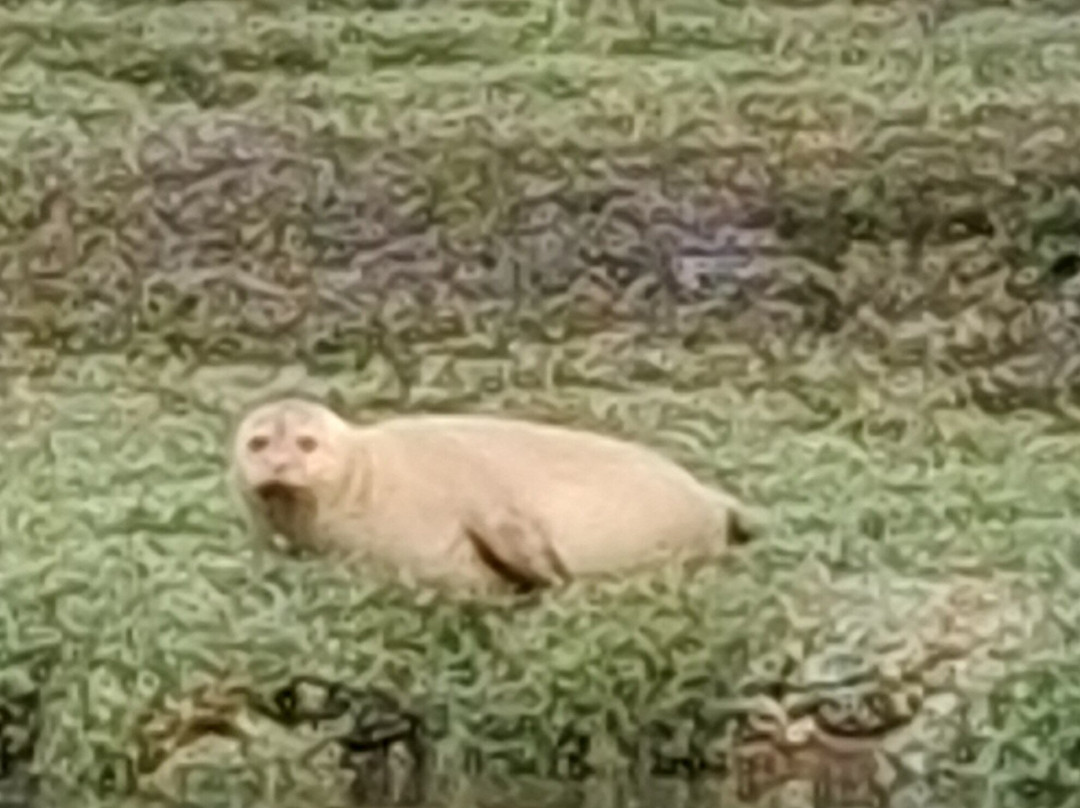 Discovery Seal Trips-Rochford必去景点