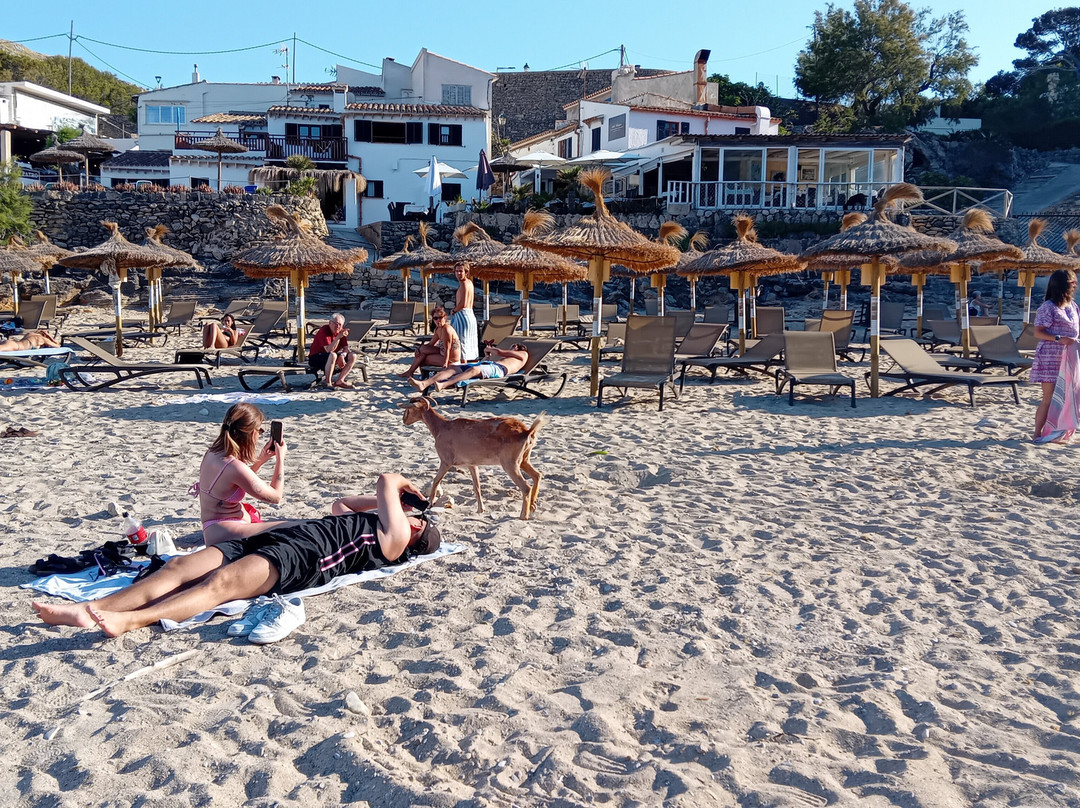 Platja de Cala Barques-Cala Sant Vicenc必去景点