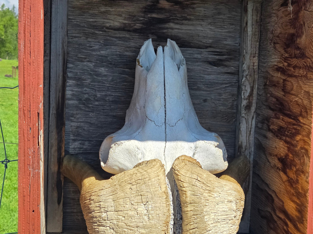 Musk Ox Farm-帕尔默必去景点