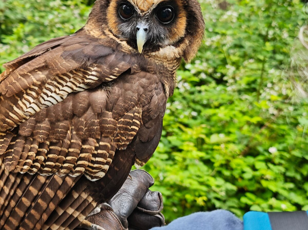 East Sussex Falconry-Herstmonceux必去景点