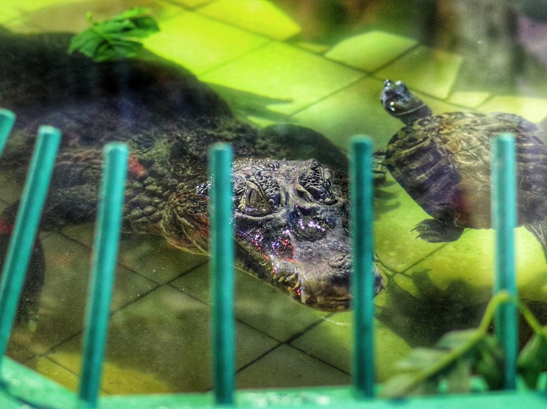 Piton Zoological Centre-Komsomolsk-on-Amur必去景点