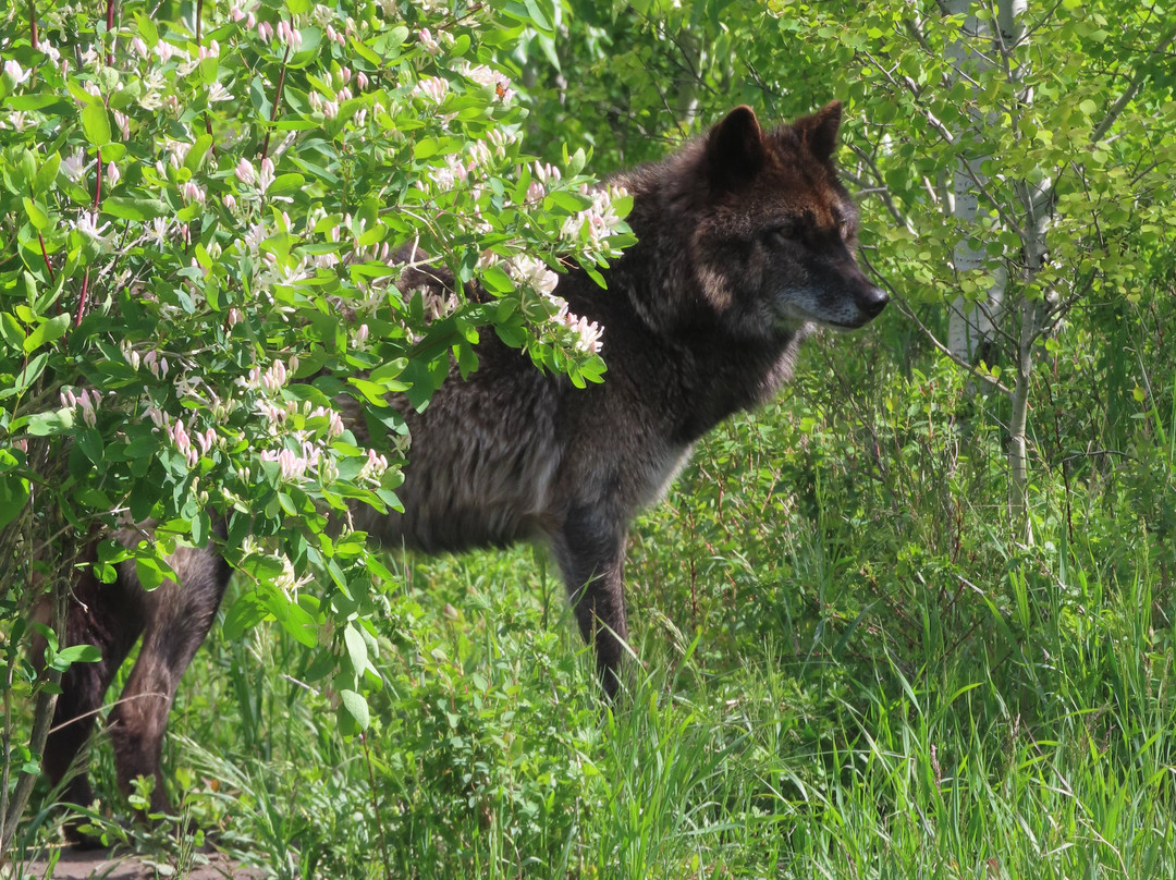 Yamnuska Wolfdog Sanctuary-科克伦必去景点