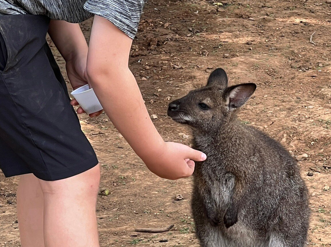 Kentucky Down Under Adventure Zoo-Horse Cave必去景点