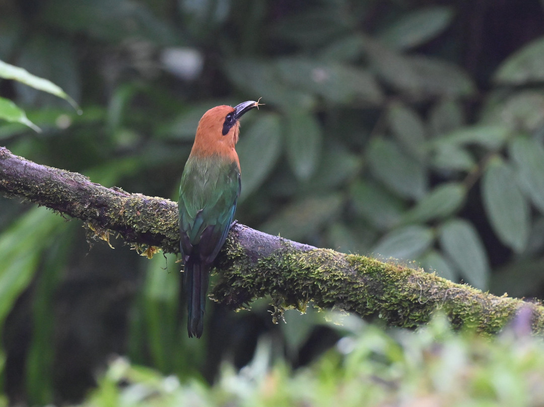Reserva Mashpi Amagusa