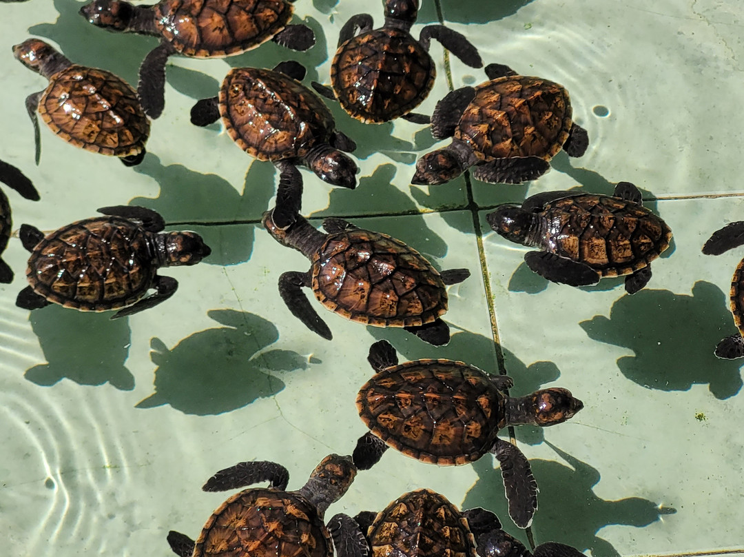 Gili Meno Turtle Sanctuary-Gili Meno必去景点