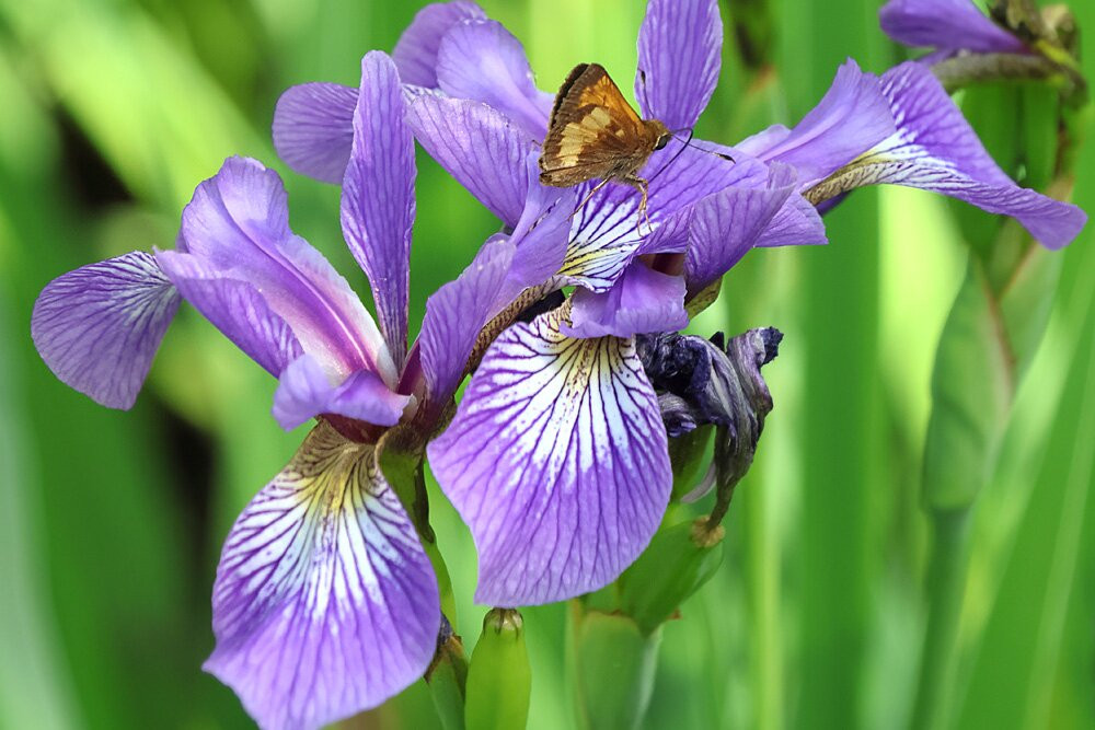 Wild Gardens of Acadia-阿卡迪亚国家公园必去景点