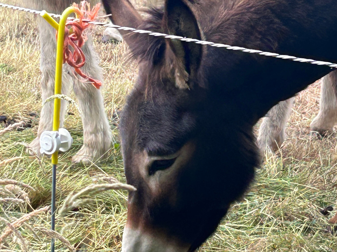 The Donkey Sanctuary-Mallow必去景点