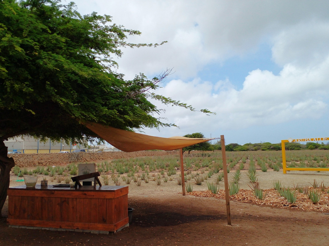 Aruba Aloe Factory, Museum and Store-阿鲁巴岛必去景点
