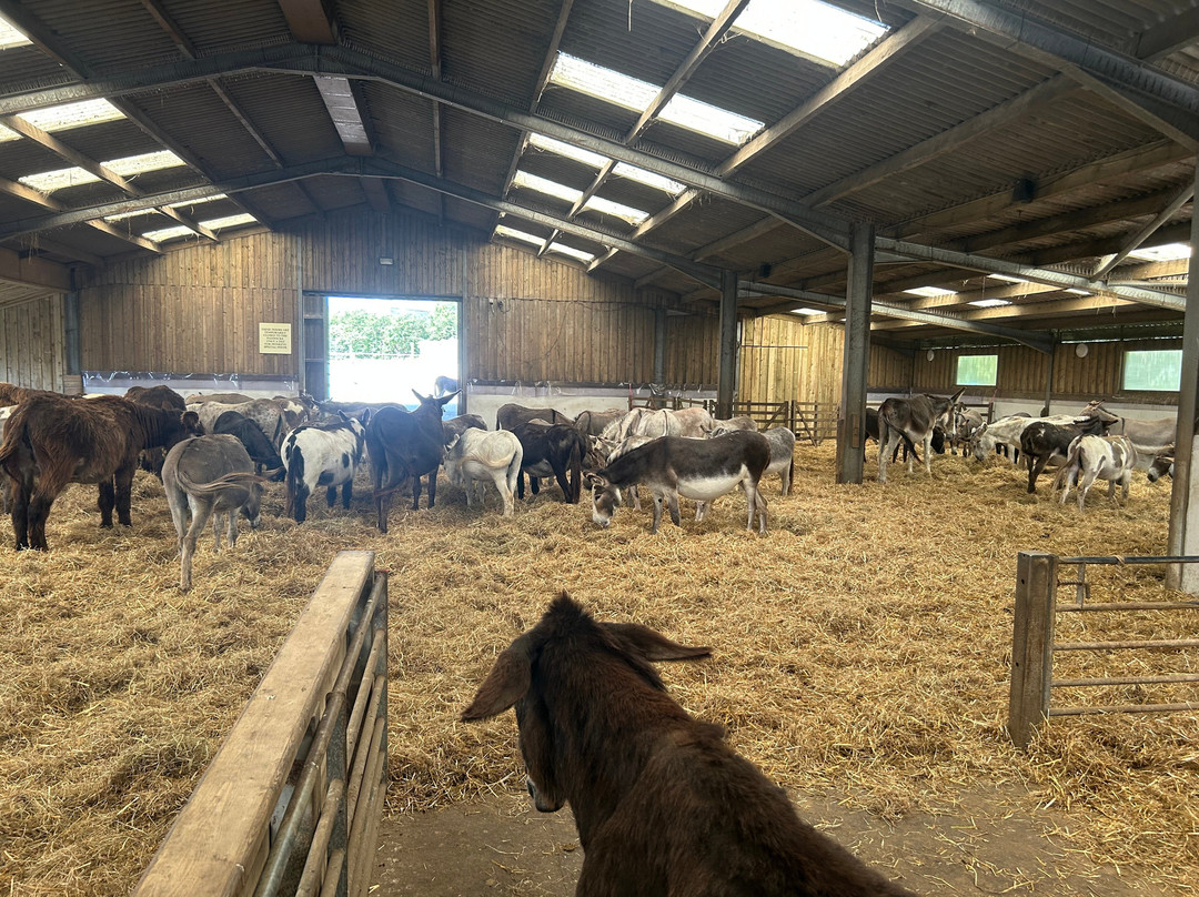 The Flicka Foundation - Donkey Sanctuary-Penryn必去景点