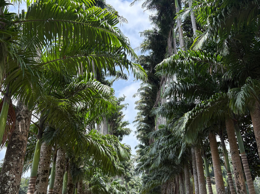 Go Tours Lanka-康提必去景点