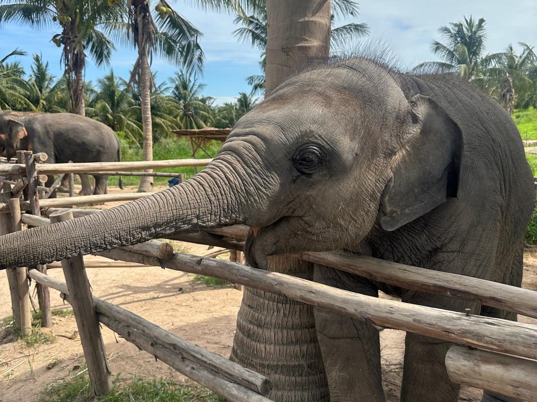 Living Green Elephant Sanctuary-清迈必去景点