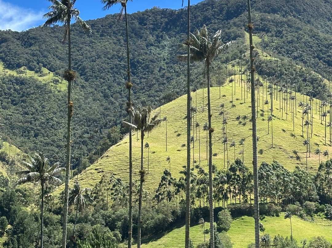 Valle del Cocora-萨伦托必去景点