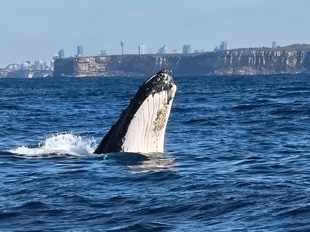 Go Whale Watching Sydney-悉尼必去景点