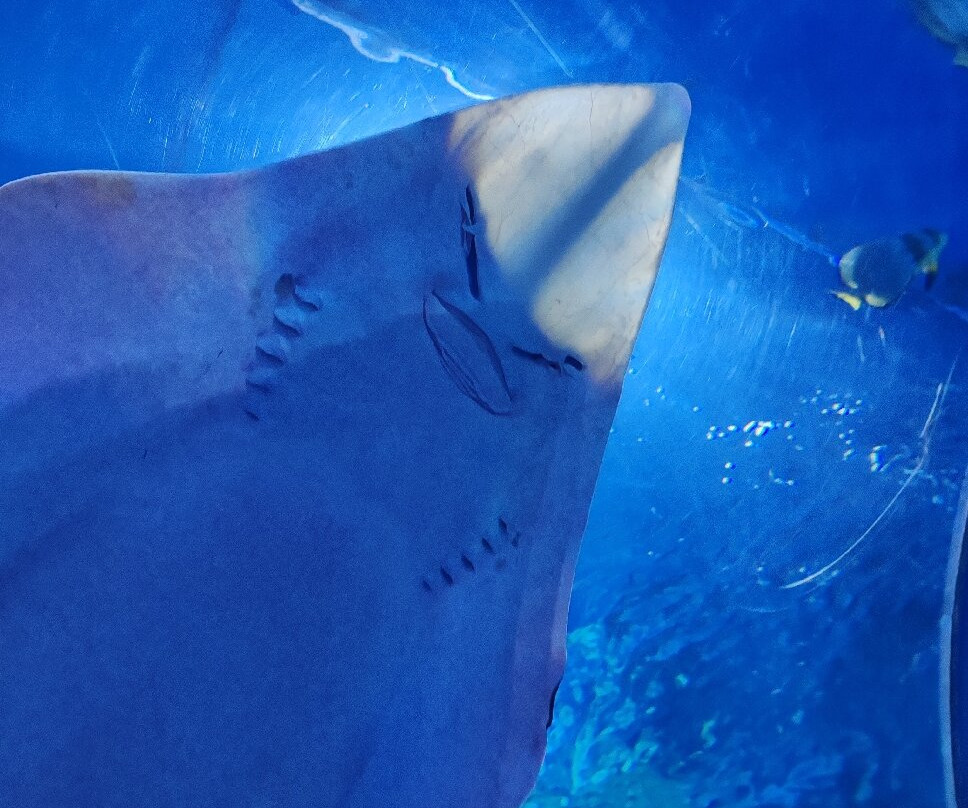 Tropicarium-Oceanárium-布达佩斯必去景点