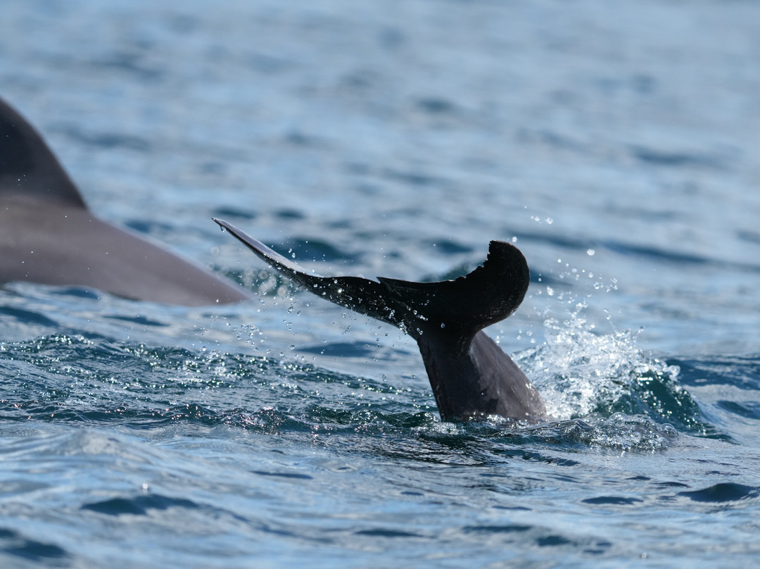 Tranquilo Bay Eco Adventure Lodge主图