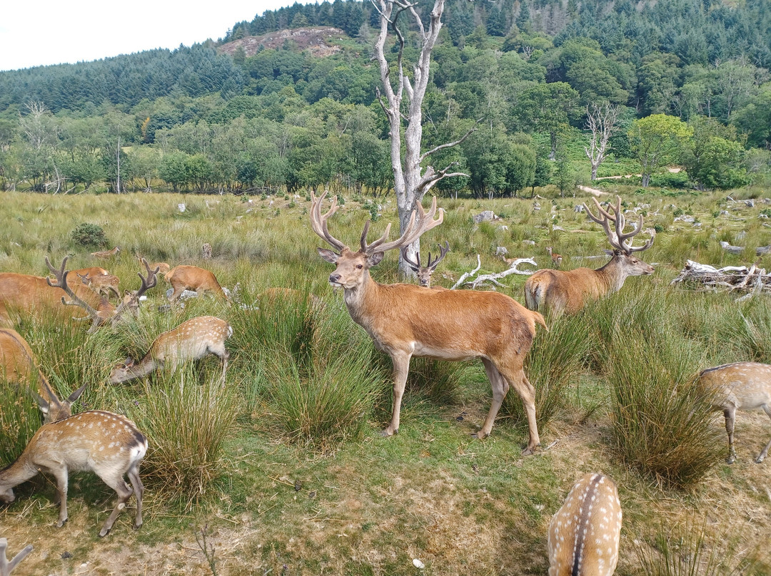 Bainloch Deer Park-Dalbeattie必去景点