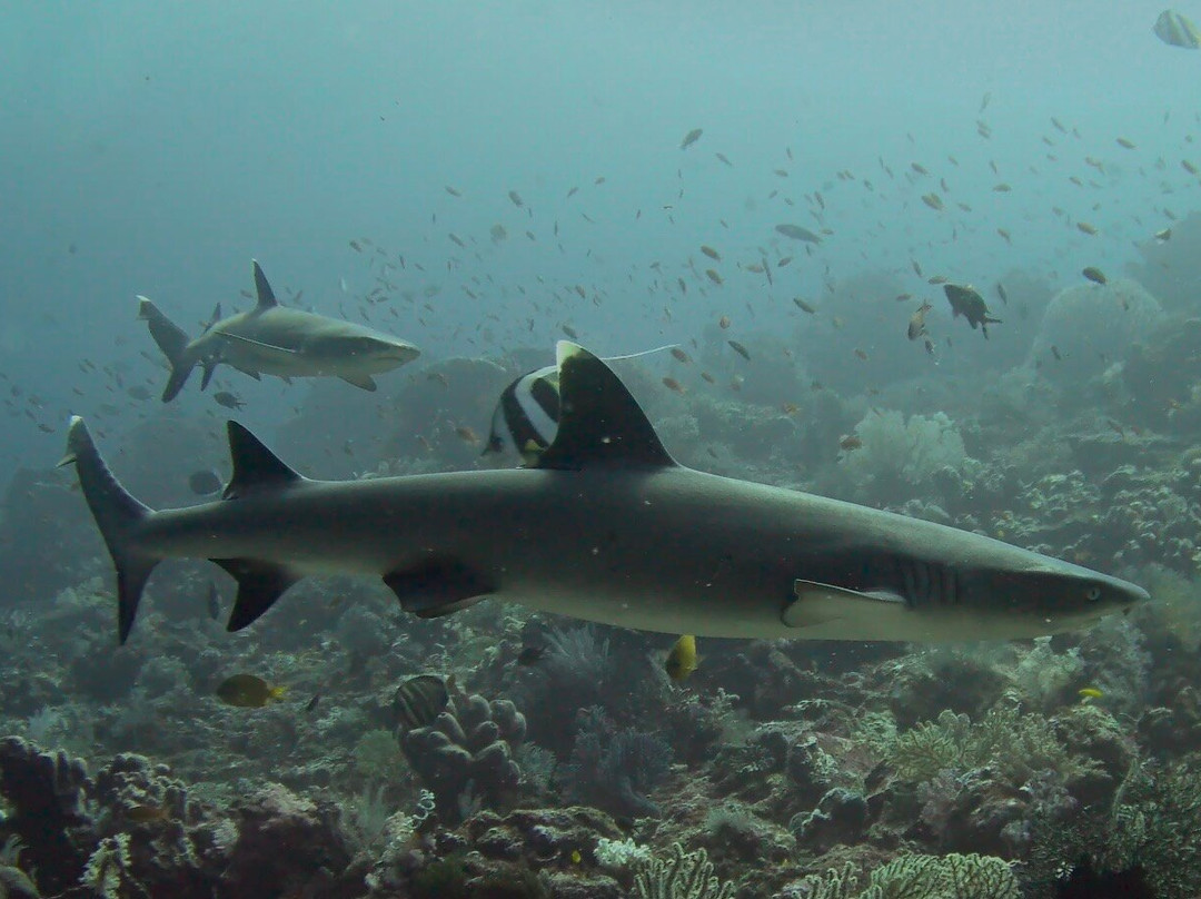 Adelaar | Raja Ampat & Komodo Liveaboard-Serangan必去景点