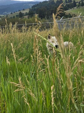 Howlers Inn Bed & Breakfast and Wolf Sanctuary-旅行者