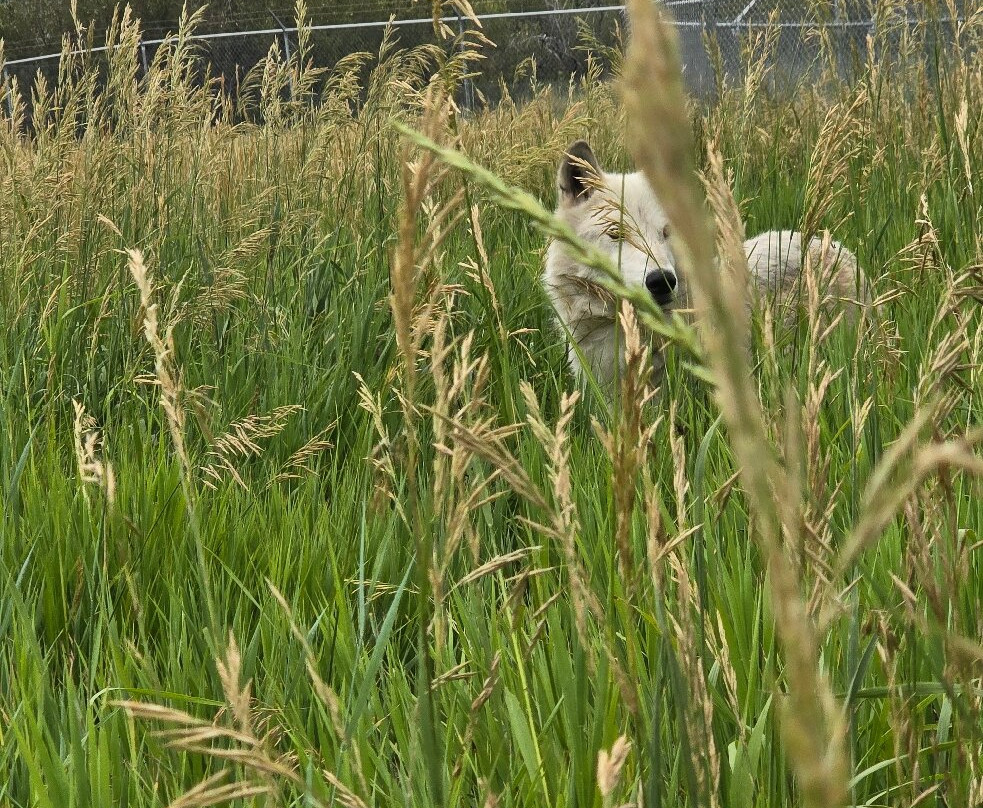 Howlers Inn Bed & Breakfast and Wolf Sanctuary主图