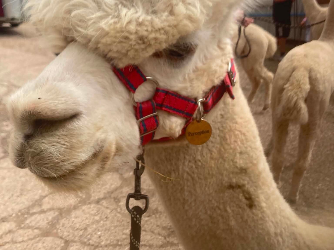 Charnwood Forest Alpacas-Boundary必去景点