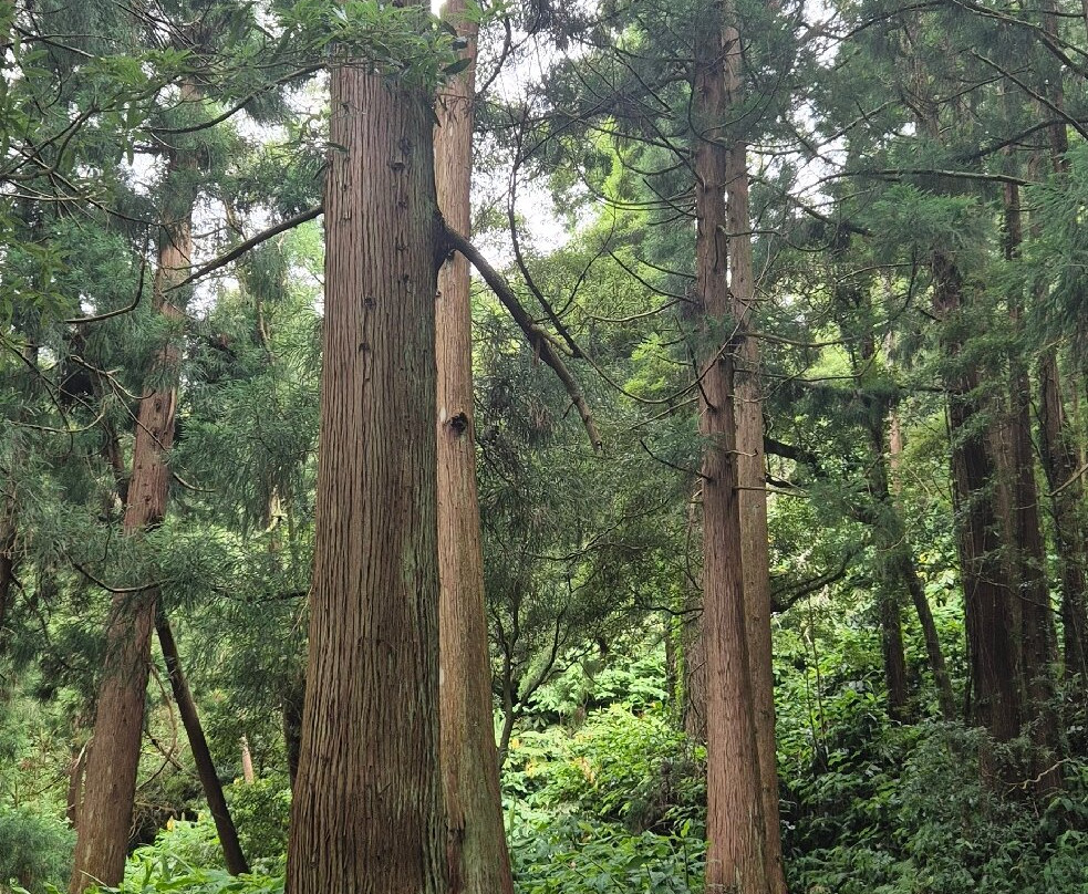 Green Corner Tours-Faja de Baixo必去景点