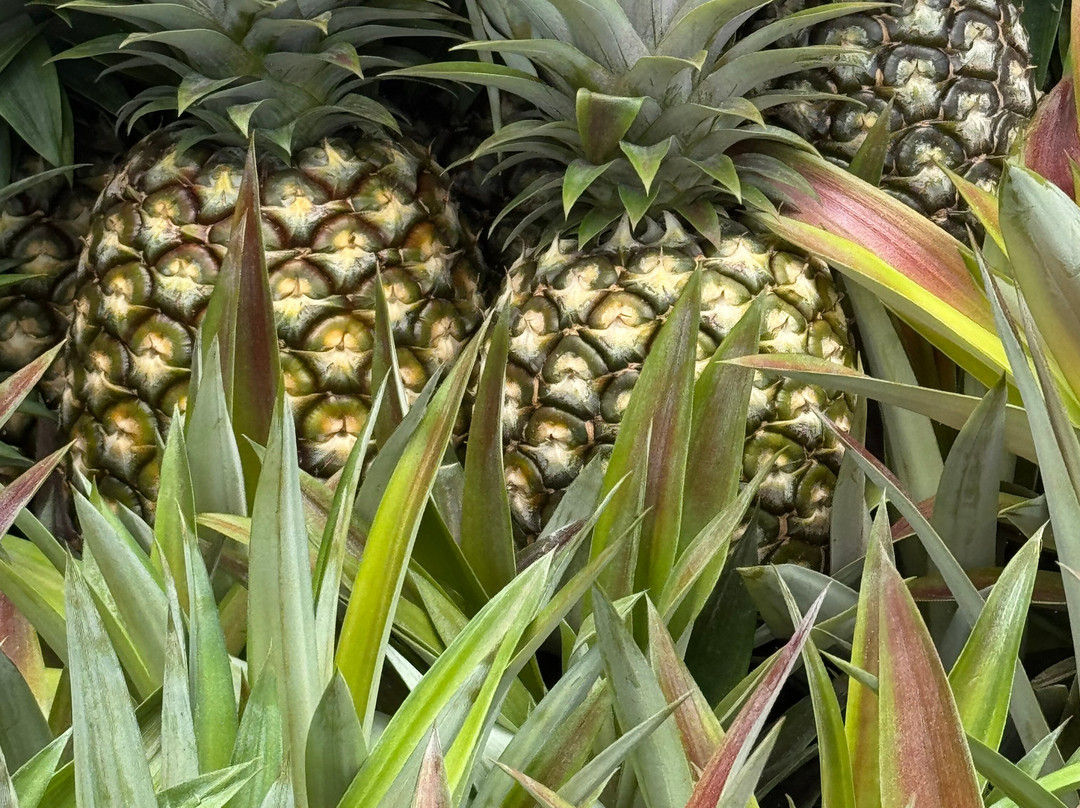 Sugarloaf Pineapple Farm-基拉韦厄必去景点