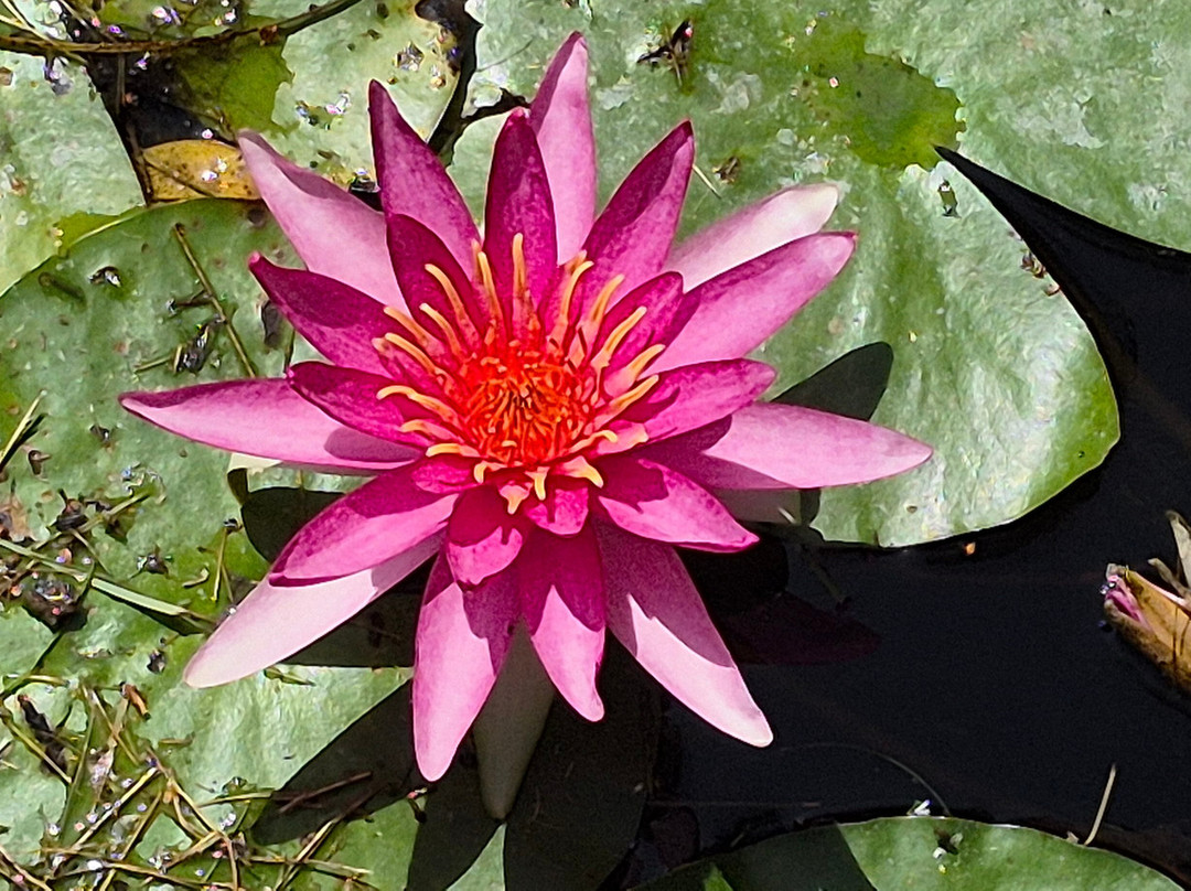 Bennetts Water Gardens-Chickerell必去景点