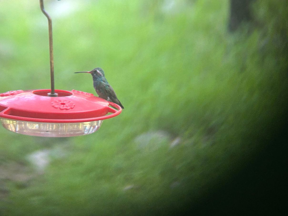 Ramsey Canyon Cabins & Bird Sanctuary-旅行者