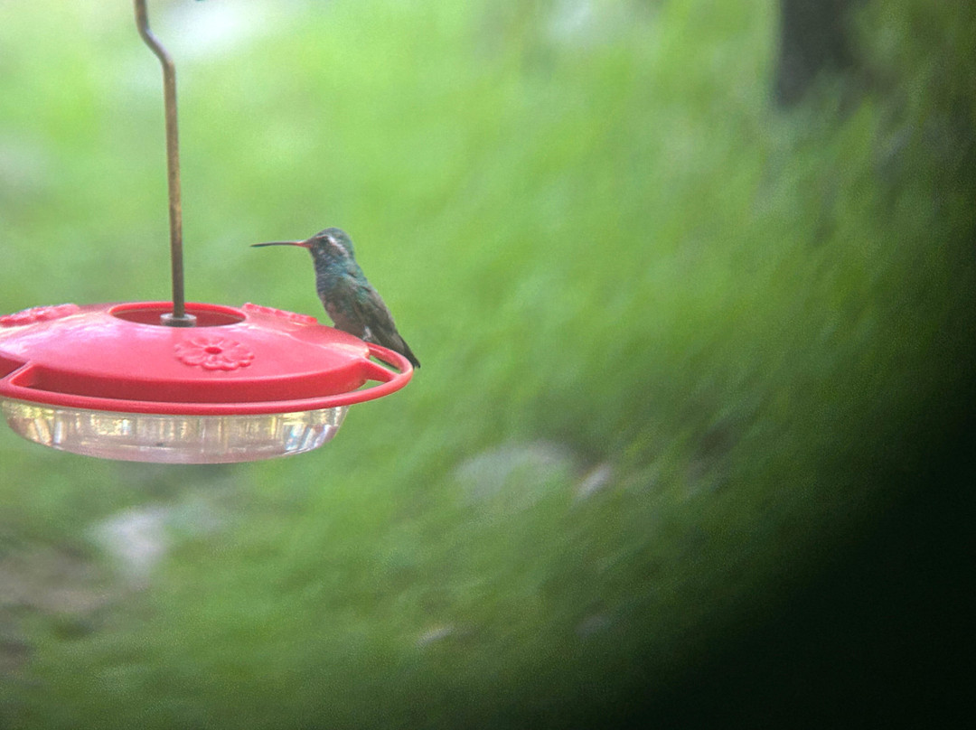 Ramsey Canyon Cabins & Bird Sanctuary主图