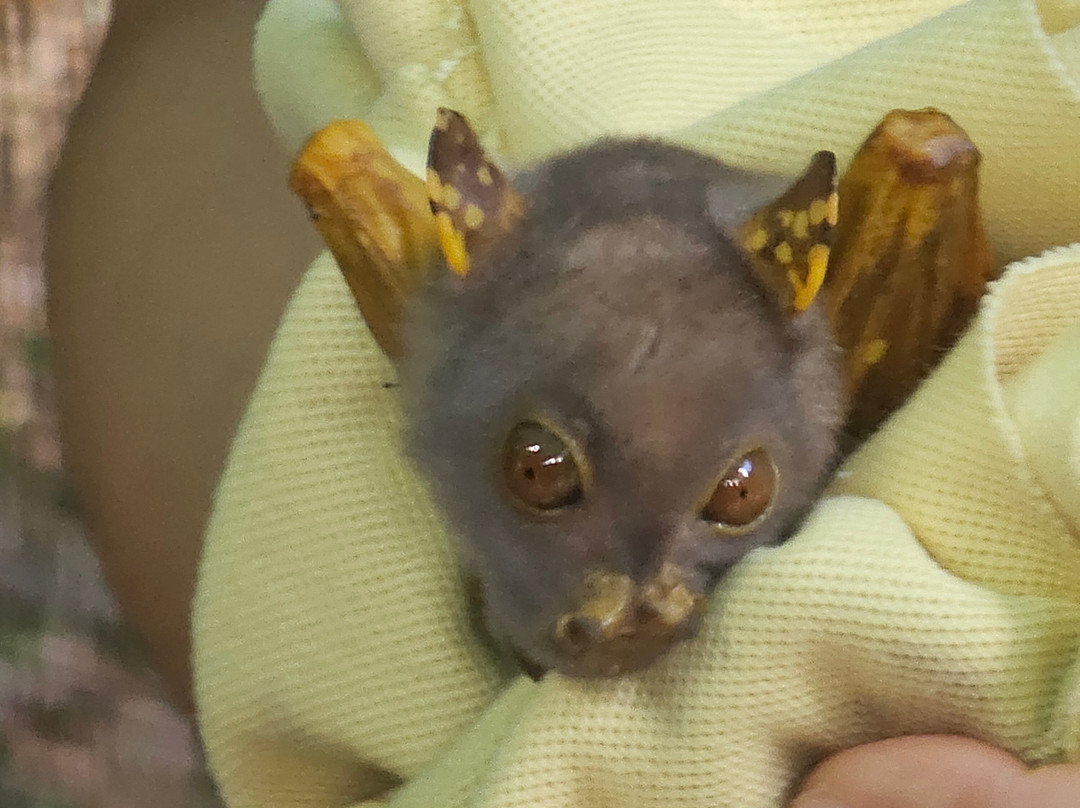 The Bat Hospital Visitor Centre- 阿瑟顿必去景点