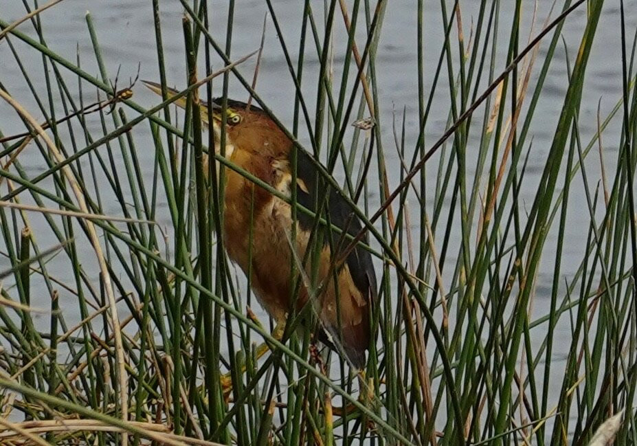 Humedal Pantanos de Villa-利马必去景点