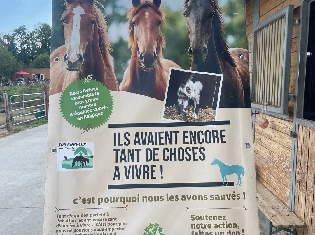 100 CHEVAUX SUR L'HERBE-Couvin必去景点