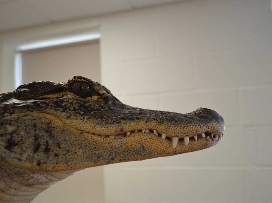 Crocs R Us-Filton必去景点