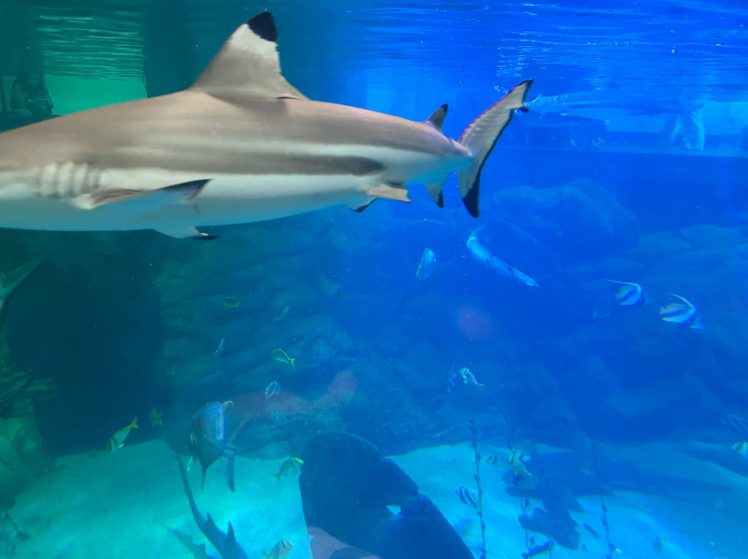 Seaquarium Institut Marin-勒格罗迪鲁瓦必去景点