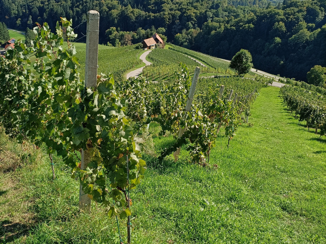 Šerbinek Winery & the Heart-Shaped Wine Road-Zgornja Kungota必去景点