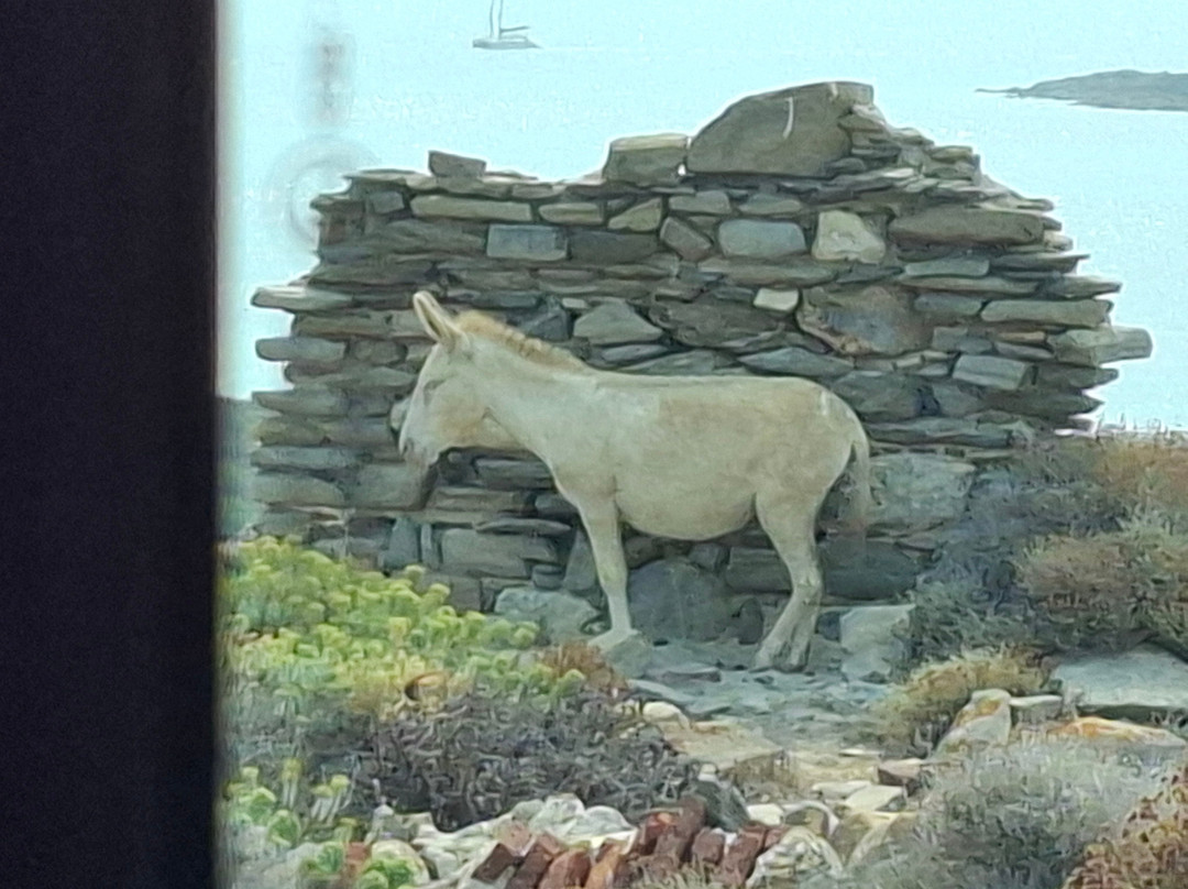 Wild Asinara Park-萨萨里省必去景点